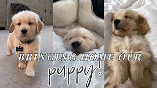 BRINGING HOME OUR GOLDEN RETRIEVER PUPPY!!!