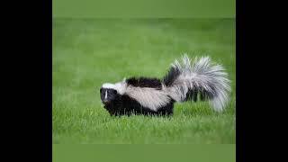 Skunk Sounds