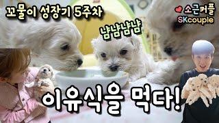 꼬물이 성장기 5주차! 이유식을 먹다! [소근커플 S.K.Couple][ENG SUB]