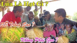 Công Giáp || Cây Lúa Là Hạt Gì ?? Không Phải Gạo ? Sẽ Được Trồng Ở Đây Sao ? Hàng Loạt Câu Hỏi !!!