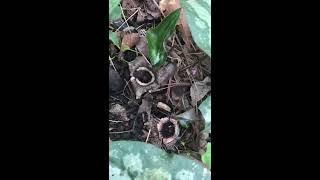 Plant Review: Asarum splendens