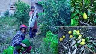 natural village life of Dharme family || Rural Nepal || in the vegetable garden @ruralnepall