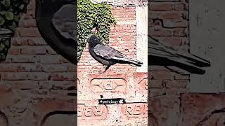  #shortvideo #youtubeshorts #pigeonlover #petology 