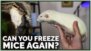 Can You Re-Freeze Mice and Rats for Snakes after Thawing?