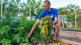 Permaculture Garden Harvest and Tour, Raised Beds in a Food Forest