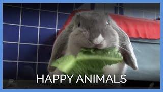 Happy Animals