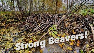 Beaver Dam Removal! || Huge Logs!