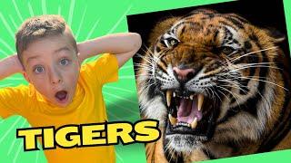 Tigers! Learn about Jungle Animals for Kids  Educational Videos for Kids