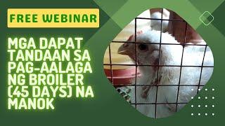 Mga Dapat Tandaan sa Pag-aalaga ng Broiler (45 Days) na Manok