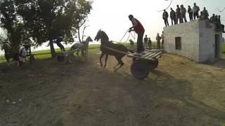 Kila Raipur (Punjab) Rural games  INDIA Thrilling Action Photo Tour