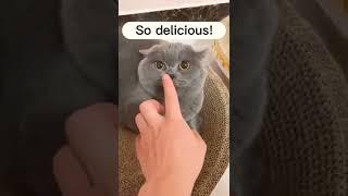 So Delicious!#shorts #trending #reels #meme #youtubeshorts #trendingmemes #ytshorts