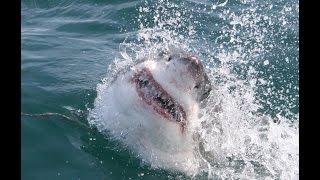 Giant Great White Gets Head Stuck in Cage Full of Divers!