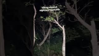 Hiking alone at night,and heard this,wtf
