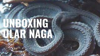 Unboxing Ular Naga! | Xenodermus Javanicus