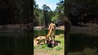 "Lioness Gives Birth to a Strange Creature with the Help of a Giraffe! " #animals #naturelovers