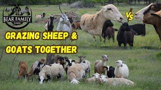 RAISING SHEEP AND GOATS TOGETHER