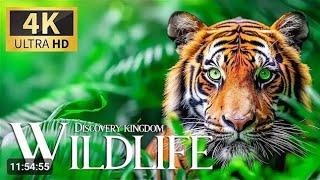 ANIMALS OF AMAZON RAINFOREST 8K Ultra HD – Jungle Wildlife and Sounds