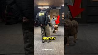 Military Dog Shows his Skills 