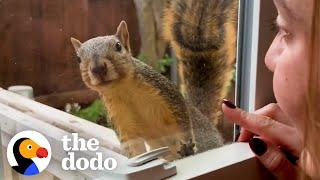 Wild Squirrel Taps On Woman's Window To Play | The Dodo