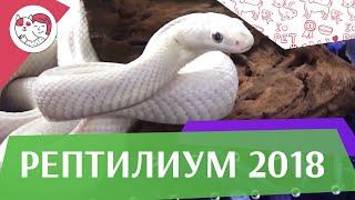 Выставка-продажа террариумных животных Рептилиум 2018 на ilikepet