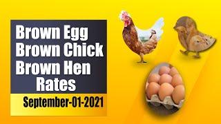 Today Brown Chick Brown Egg & Brown Layer rates in Pakistan | Poultry Baba |01-Sep-2021|