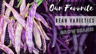 Our Favorite Beans To Grow!  Gardening