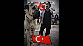 |•Sivas Kangalı️Çaycı Hüseyin•| #usa #germany #türkiye #russia #uk #india #indonesia