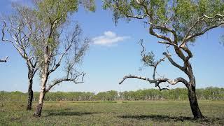 Kakadu morning sounds - Australian nature