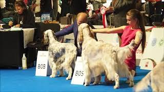 english setter euro dog show BOB & BOS