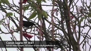 Canon LEGRIA HF M41 Full HD Video Sample