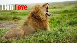 Lion Love ( Unveil the Love Story)