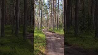 Карелия 2024. Дорога на Ладогу. Июль 2024г (Часть 2) #карелия #дорога #лес #дороганаладогу