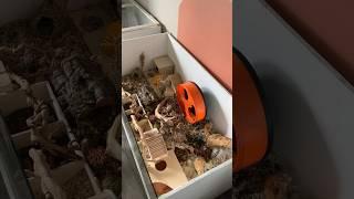Hamster Cage Basics #hamsters #pets #fyp