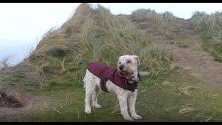 2023-01-11 Ellie's Walks - Wind and Waves