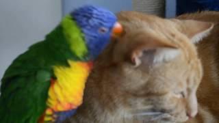 FUNNY PARROT Whyalla's most amorous Rainbow Lorikeet and Ginger cat