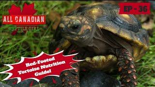 What To Feed Your Red-Footed Tortoise!