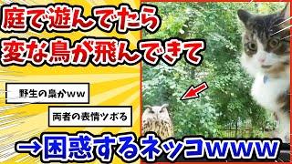 【2ch動物スレ】外で遊んでいたら梟に遭遇したネッコ→信じられない物を見た顔をするwww