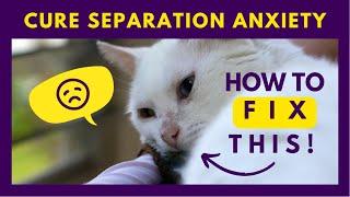 7 Proven Ways to Identify and Fix Your Cat's Separation Anxiety 