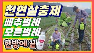 배추벌레 천연살충제 한방으로 모든벌레퇴치