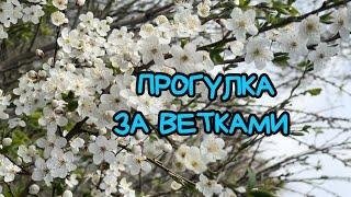 О прогулке за ветками