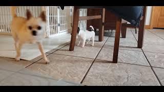 Chihuahua "Bear" & her 2 boy puppies