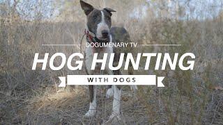 Master the Hunt: Bull Terrier Hog Hunting Strategies