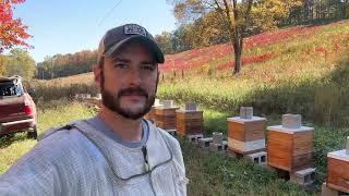 Building a Bee Business #66