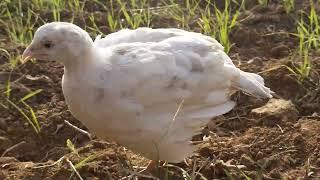 white teetar ki awaz white teetar voice beautiful partridge birds