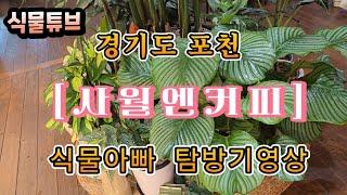 [식물튜브]  경기도 포천에 있는 카페 (사월엔커피) 방문기 영상 입니다. #식물튜브  #관엽 #식물아빠 #식물카페