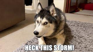 Talking Husky Doesn’t Want To Get Blown Away By Storm!