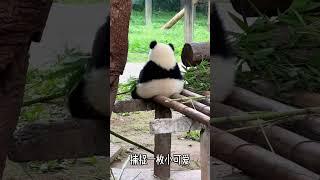 卧龙熊猫公园内的憨萌熊猫宝宝，形影单只真可爱，就像人类小宝宝一样有心思了 baby panda in the Panda Park is so cute, just like a human baby