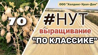 НУТ 2024! Выращивание НУТА по классике!