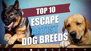 Top 10 Escape Artist Dog Breeds