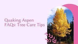 Quaking Aspen FAQs Tree Care Tips